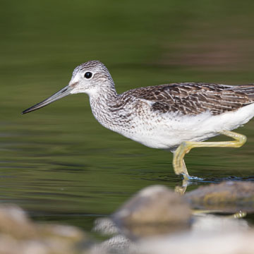 Common Greenshank
