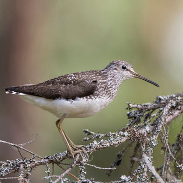 Green Sandpiper