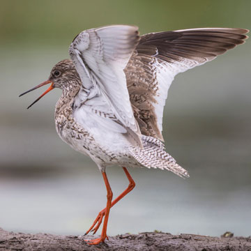 Common Redshank