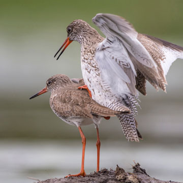 Common Redshank