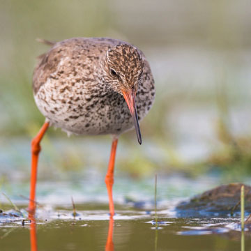 Common Redshank
