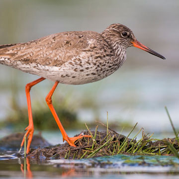 Common Redshank