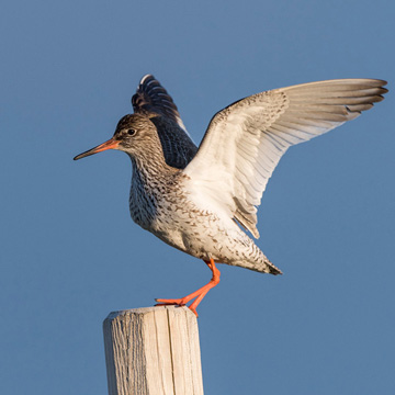 Common Redshank