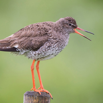 Common Redshank