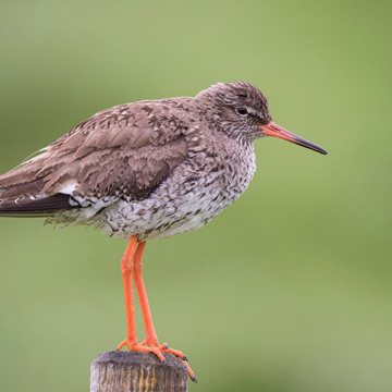 Common Redshank