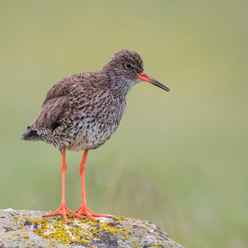 Common Redshank