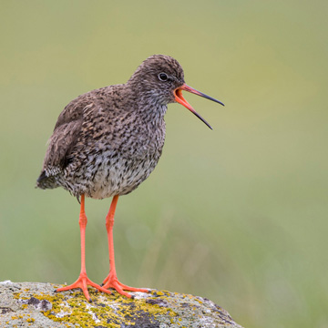 Common Redshank