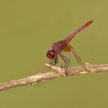 Violet Dropwing