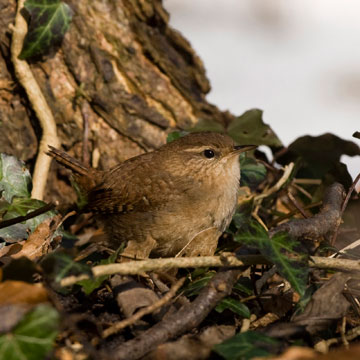 Eurasian Wren