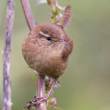 Eurasian Wren