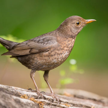 Common Blackbird