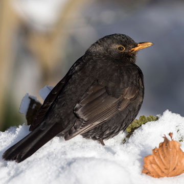 Common Blackbird