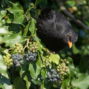 Common Blackbird