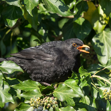 Common Blackbird