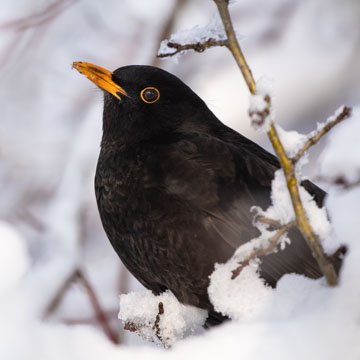 Common Blackbird