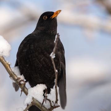 Common Blackbird