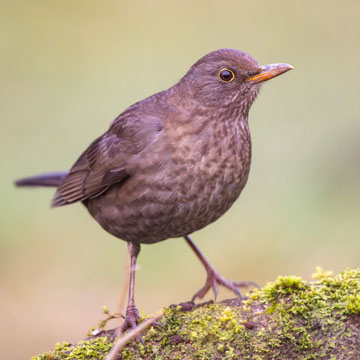Common Blackbird