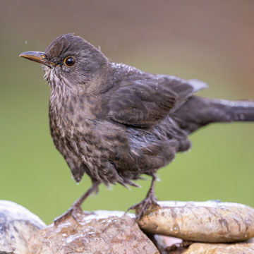 Common Blackbird