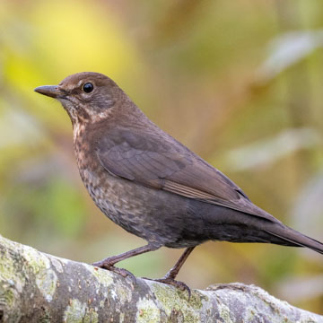 Common Blackbird