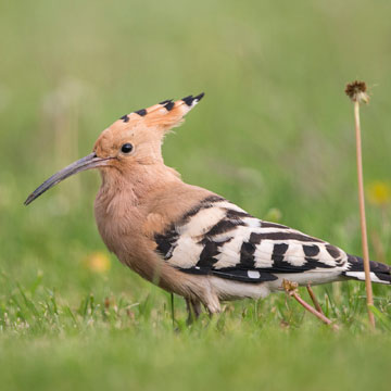 Eurasian Hoopoe