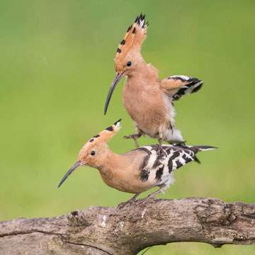 Eurasian Hoopoe