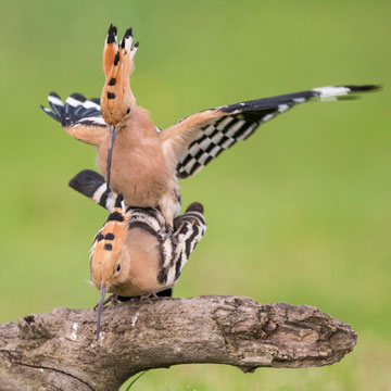 Eurasian Hoopoe