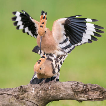 Eurasian Hoopoe