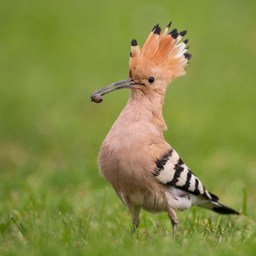 Eurasian Hoopoe