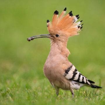 Eurasian Hoopoe