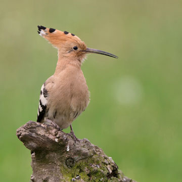 Eurasian Hoopoe