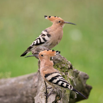 Eurasian Hoopoe