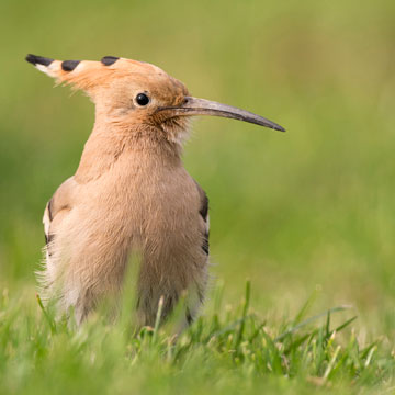 Eurasian Hoopoe