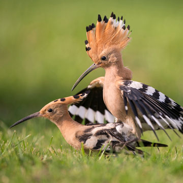 Eurasian Hoopoe