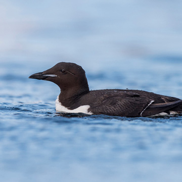 Thick-billed Murre