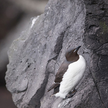 Thick-billed Murre