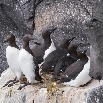 Thick-billed Murre