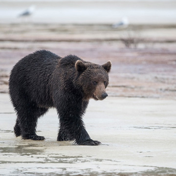 Brown Bear