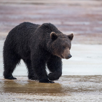 Brown Bear