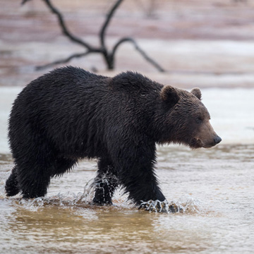 Brown Bear