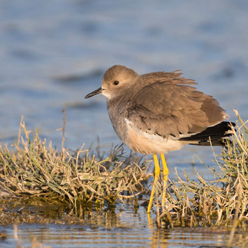 White-tailed Lapwing