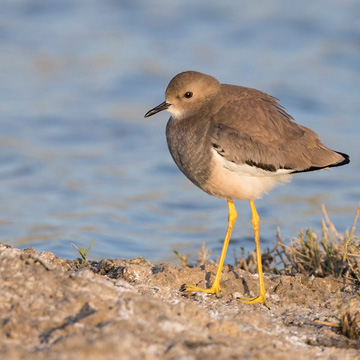 White-tailed Lapwing