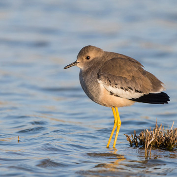 White-tailed Lapwing