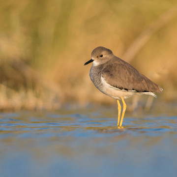 White-tailed Lapwing