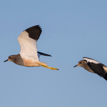 White-tailed Lapwing