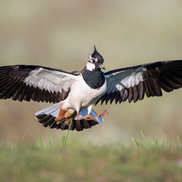 Northern Lapwing