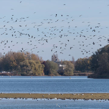 Northern Lapwing