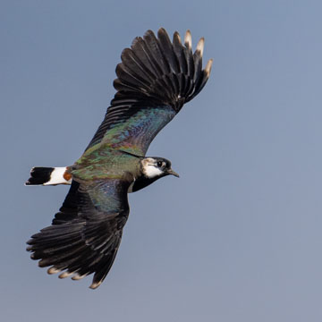 Northern Lapwing