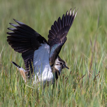 Northern Lapwing