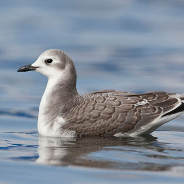 Sabine's Gull