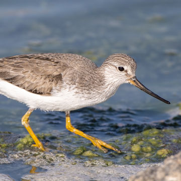 Terek Sandpiper